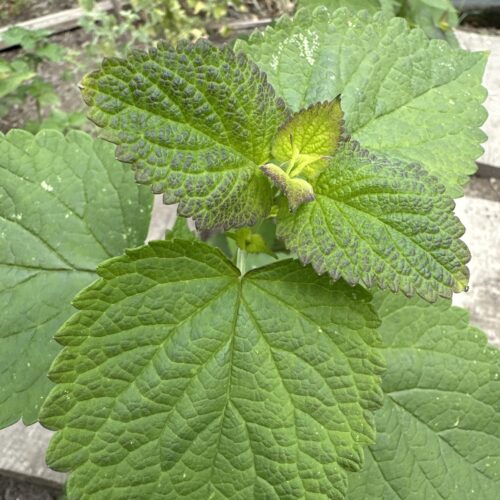ANISE HYSSOP