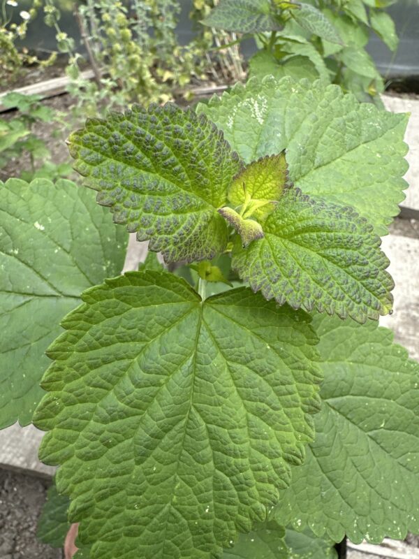 501e0cbf-4476-4b48-8868-775993c8d0f2-8235-0000039569976965_file ANISE HYSSOP