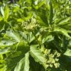 MASTERWORT