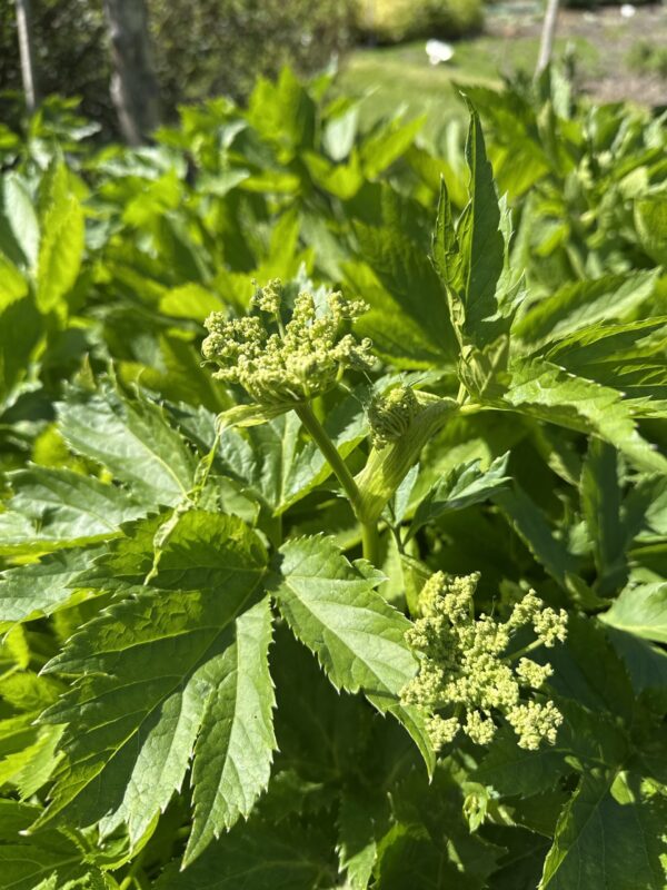 MASTERWORT