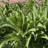 ELECAMPANE