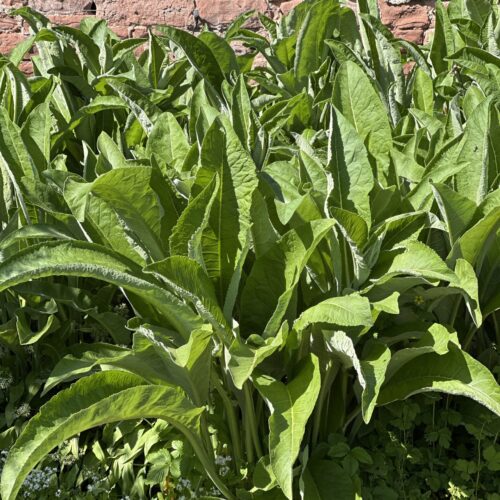 ELECAMPANE
