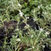 ROSEMARY, WHITE MOUNTAIN