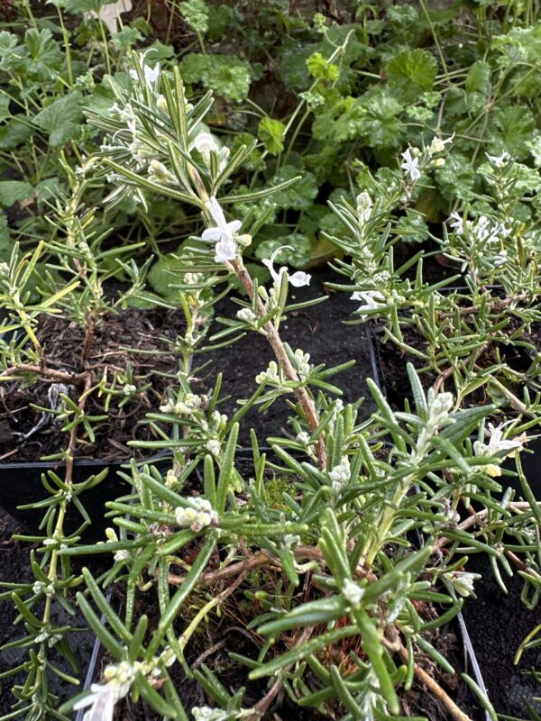 5447c351-9ab4-4902-9c4d-5bfb900e2936-613-00000201a2f01693_file ROSEMARY, WHITE MOUNTAIN