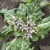 MANDRAKE, EUROPEAN