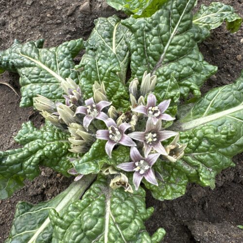 MANDRAKE, EUROPEAN