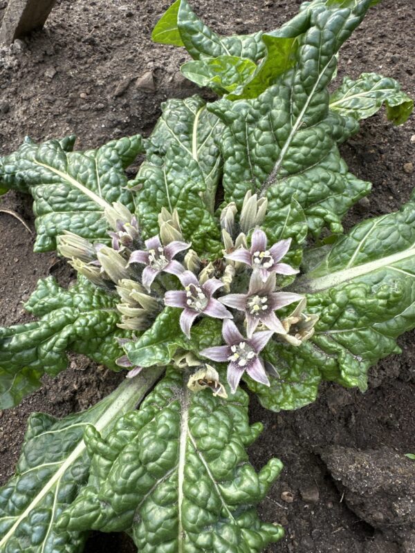 MANDRAKE, EUROPEAN