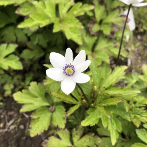 ANEMONE RIVULARIS / SUBKA