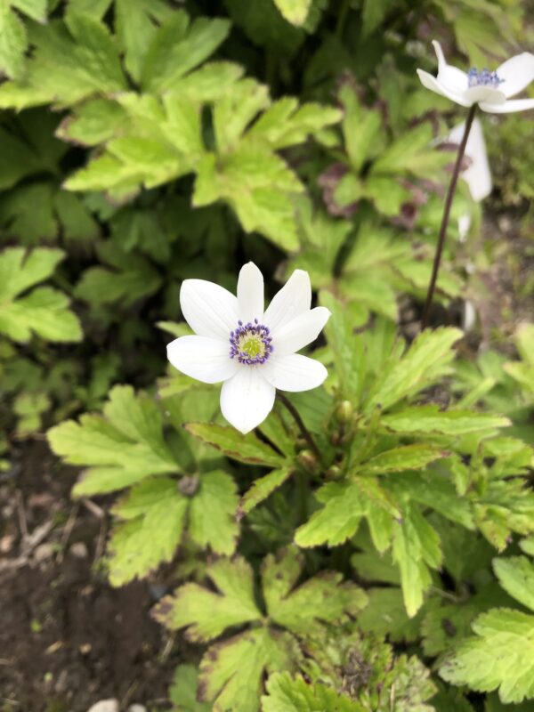56CA1767-8E13-442C-B027-78DAC69FB2D9 ANEMONE RIVULARIS / SUBKA