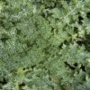 57e848e4-21d9-49fc-8a9e-e56a30529566-16635-000007b57fe2fb02_file MILK THISTLE