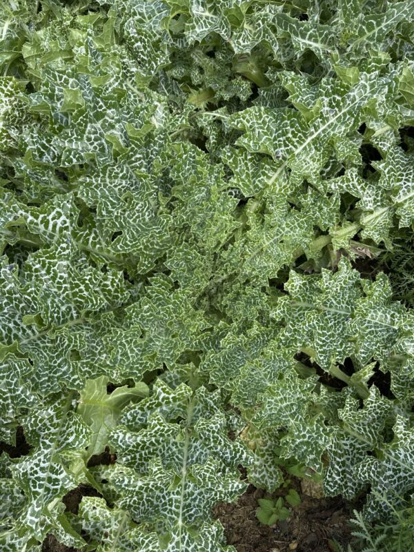 57e848e4-21d9-49fc-8a9e-e56a30529566-16635-000007b57fe2fb02_file MILK THISTLE
