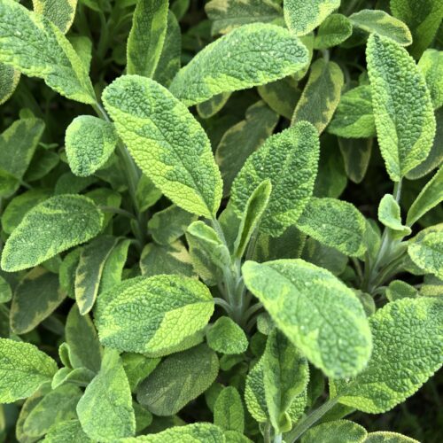 SAGE, GOLDEN