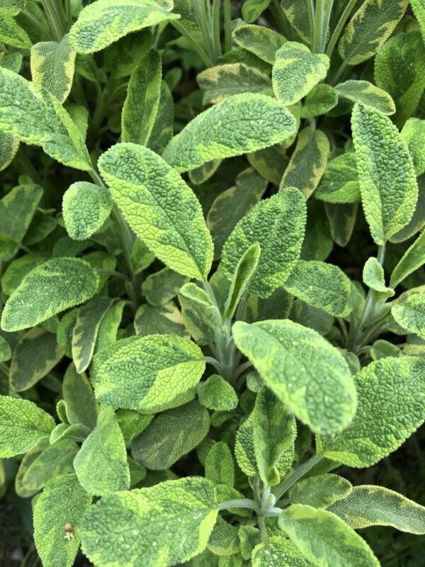 585BBAA8-1907-4988-AED9-E9178ED7B515 SAGE, GOLDEN