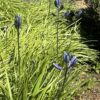 CAMAS