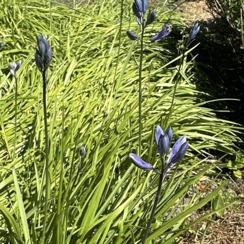 CAMAS