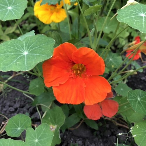 NASTURTIUM