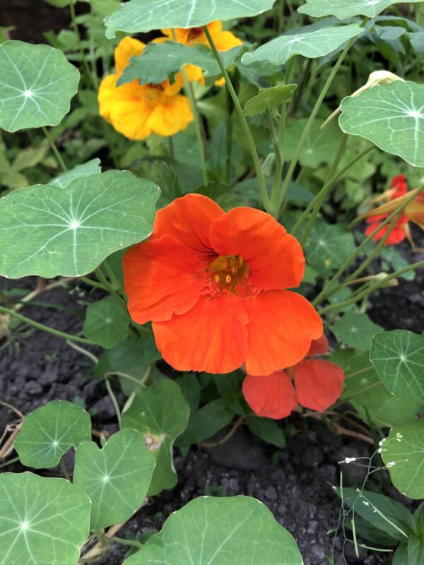 NASTURTIUM