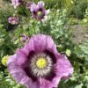 POPPY, OPIUM