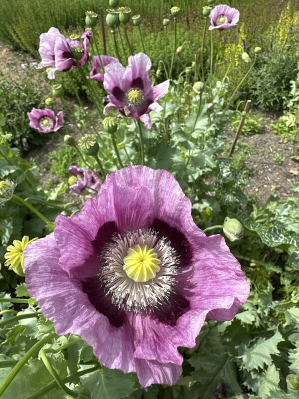 POPPY, OPIUM