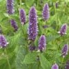 6e4c21f1-64ae-47dd-b806-0b5d76cb3ac9-9339-0000043fbb4b5988_file ANISE HYSSOP