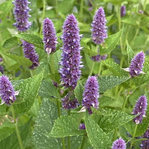 ANISE HYSSOP