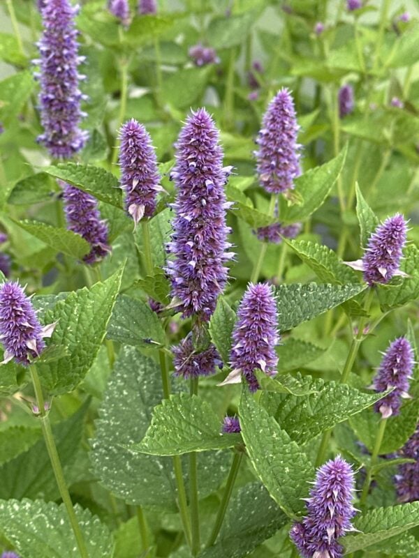 6e4c21f1-64ae-47dd-b806-0b5d76cb3ac9-9339-0000043fbb4b5988_file ANISE HYSSOP