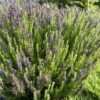 70282f59-b91e-449e-aac4-eceb06c7f422-20882-0000099d040fbc39_file-2 HYSSOP, DWARF