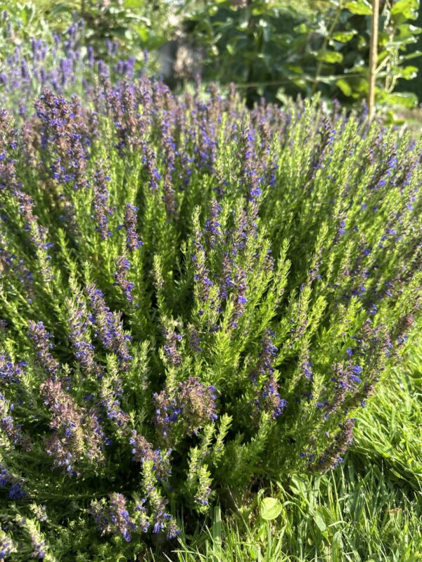 70282f59-b91e-449e-aac4-eceb06c7f422-20882-0000099d040fbc39_file-2 HYSSOP, DWARF