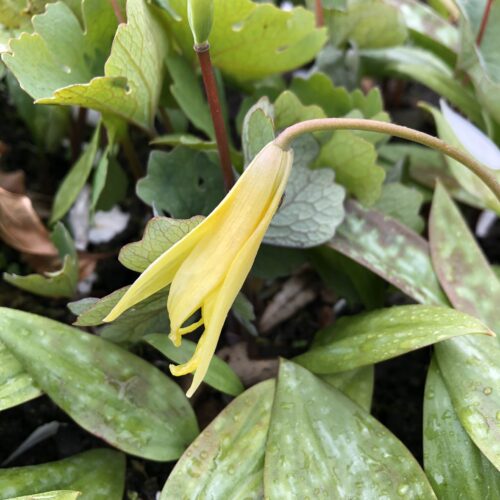 ADDER'S TONGUE