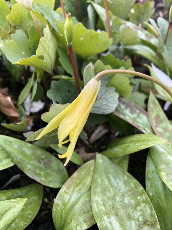 ADDER'S TONGUE