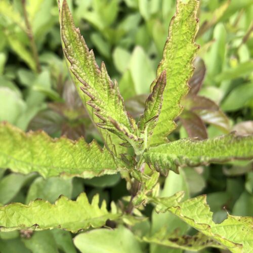 GYPSYWORT