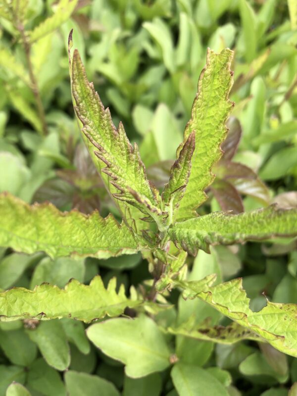 GYPSYWORT