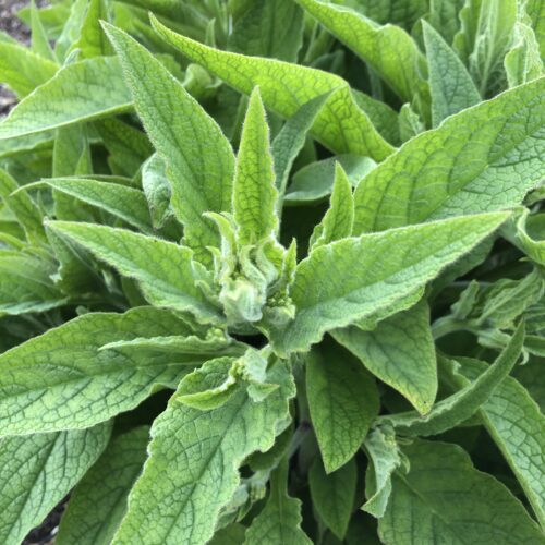 COMFREY, COMMON