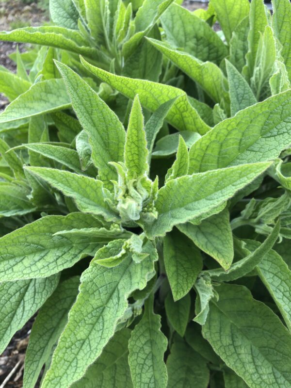7A073492-9DE3-4FAF-856A-CEA23EBA988A COMFREY, COMMON
