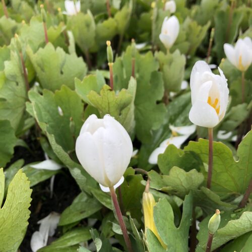 BLOODROOT
