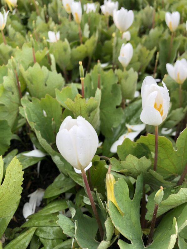 7BCFBB07-3025-4F1D-9AFB-7498B45978FA BLOODROOT