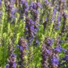 7fb3a6df-236e-4cc1-8c31-80758c5a3641-20882-0000099df0df21dc_file HYSSOP, DWARF