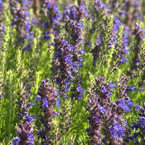 7fb3a6df-236e-4cc1-8c31-80758c5a3641-20882-0000099df0df21dc_file HYSSOP, DWARF