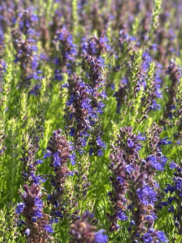 7fb3a6df-236e-4cc1-8c31-80758c5a3641-20882-0000099df0df21dc_file HYSSOP, DWARF