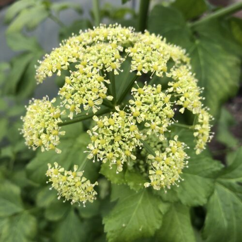 ALEXANDERS