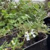 ROSEMARY, WHITE MOUNTAIN