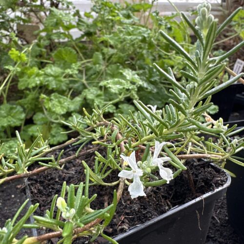 ROSEMARY, WHITE MOUNTAIN