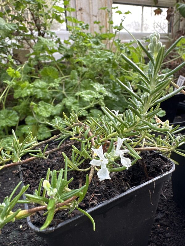 8231db33-ee58-49fe-b607-90a6d9026821-613-00000201f95c529a_file ROSEMARY, WHITE MOUNTAIN
