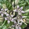 MANDRAKE, EUROPEAN
