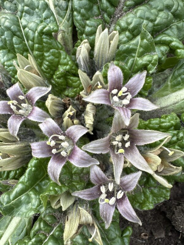 MANDRAKE, EUROPEAN