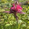 BERGAMOT, POYNTZFIELD PINK