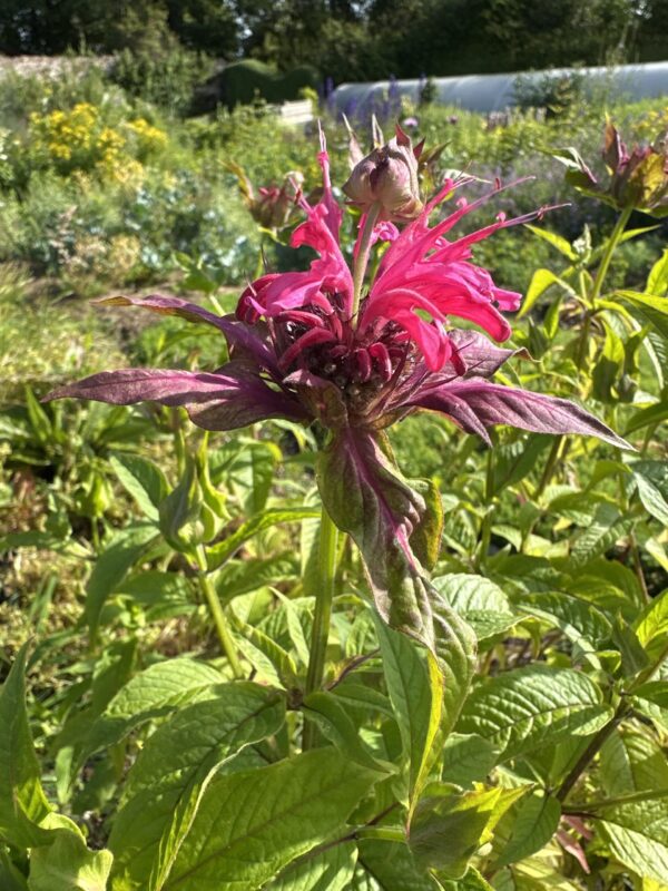 95d56f4a-c93f-447d-b727-78d76df6775f-22087-00000a7f3a543b71_file BERGAMOT, POYNTZFIELD PINK