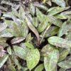 ADDER'S TONGUE