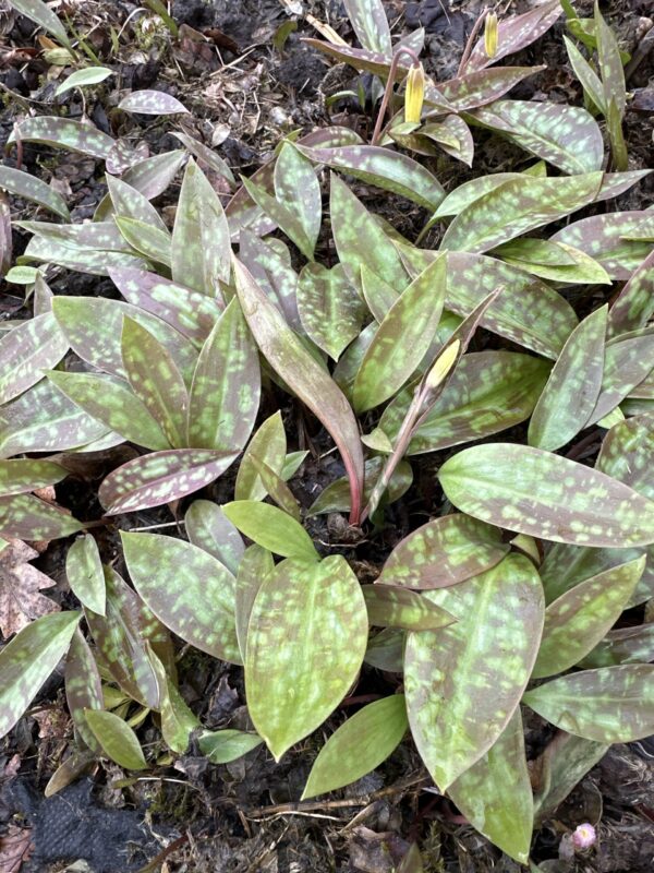 ADDER'S TONGUE