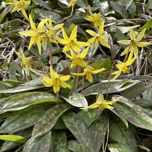 99318c03-89cb-4ab4-97b4-e7b282fe60e1-23415-00000efcd3b0bba6_file ADDER'S TONGUE